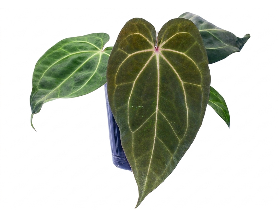 Anthurium Memory Fernando Caamaño