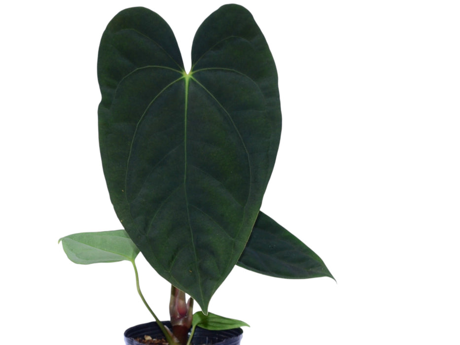 Anthurium Midnight Moon