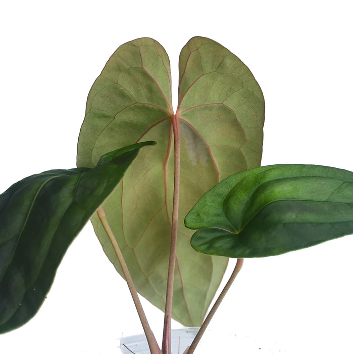 Anthurium Midnight Moon inverse crossing