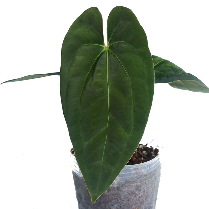 Anthurium Midnight Moon inverse crossing