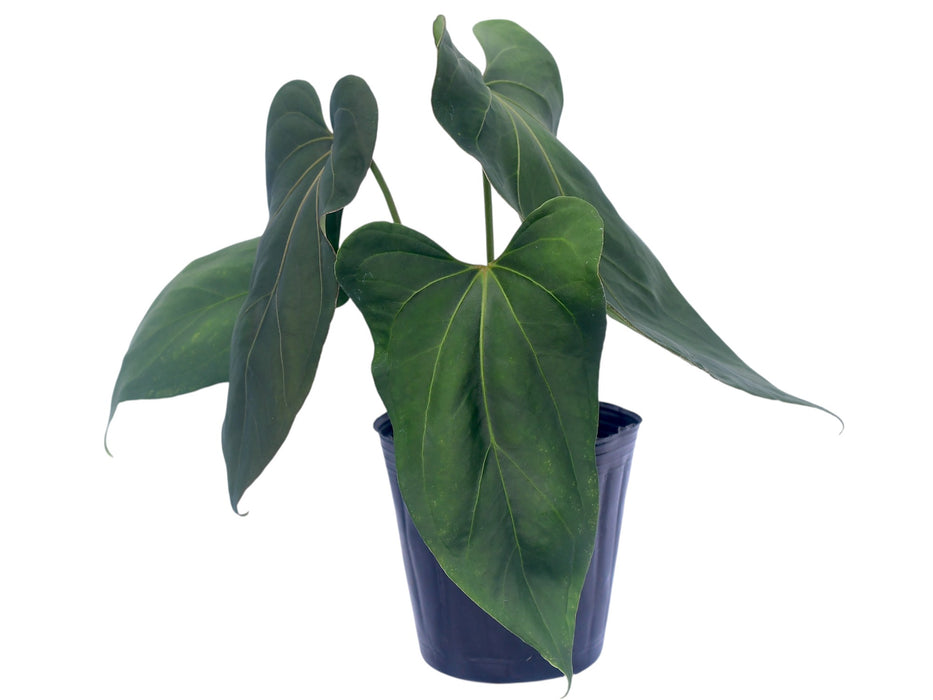 Anthurium Moonlight Night