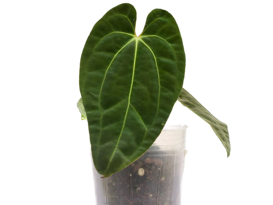 anthurium lace leaf Anthurium Neon Lace (seedling) — Ecuagenera USA Corp