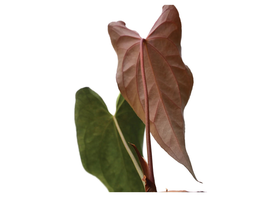 anthurium fire glow national plant network Anthurium Neon Lace — Ecuagenera USA Corp