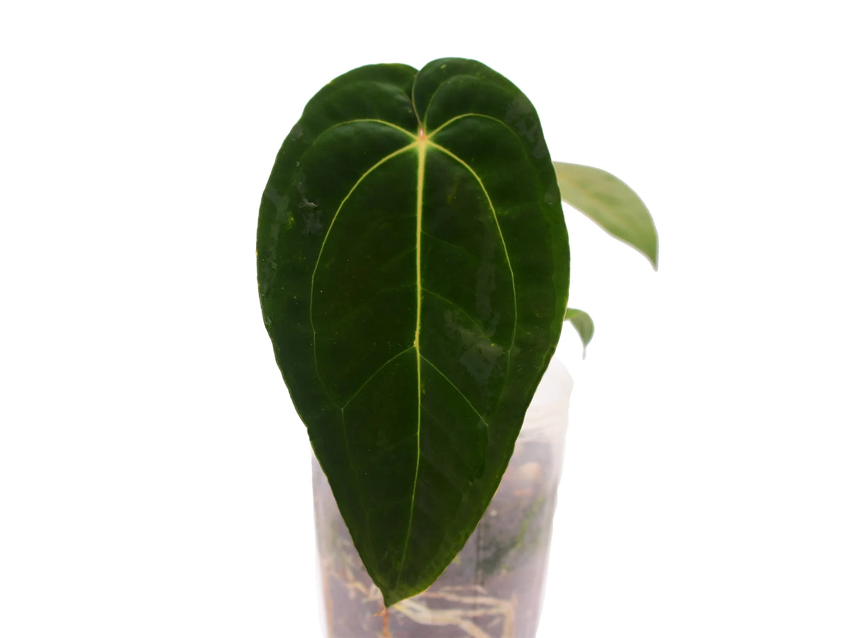 Anthurium Neon Lace 'Inverse crossing' — Ecuagenera USA Corp
