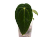 Anthurium Neon Lace 'Inverse crossing' (seedling)