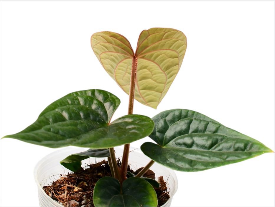 Anthurium Night wish