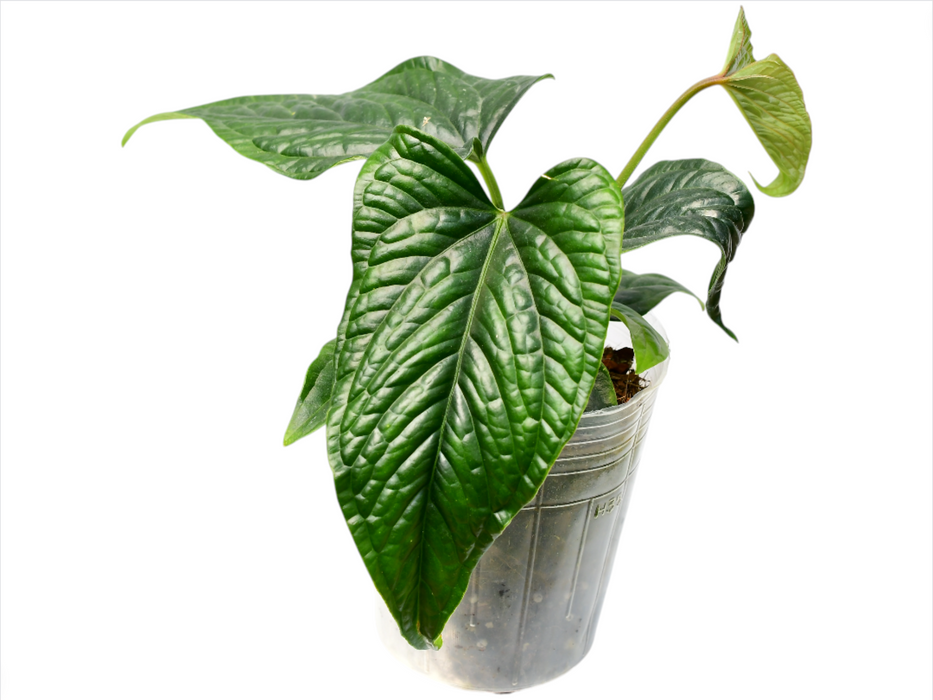 Anthurium Ninfa's Joy