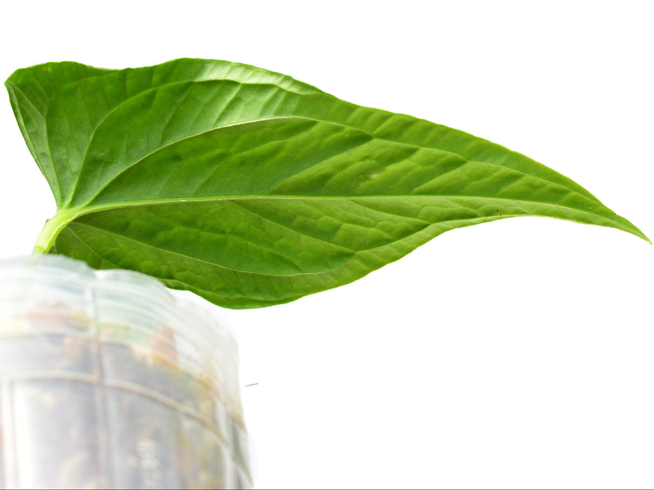Anthurium Ninfa's Joy