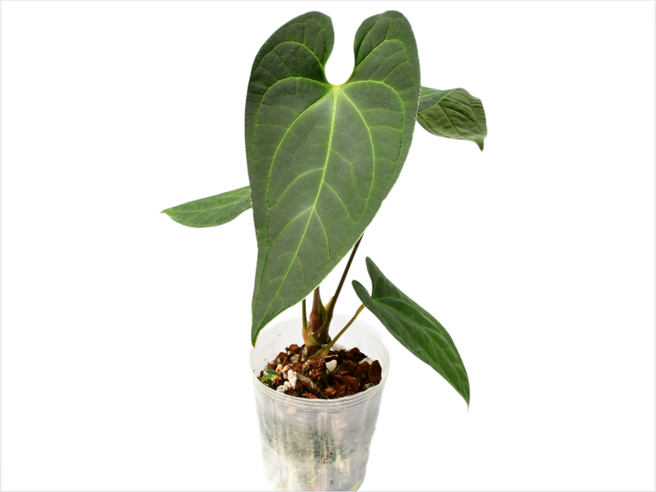 Anthurium Noah liberty