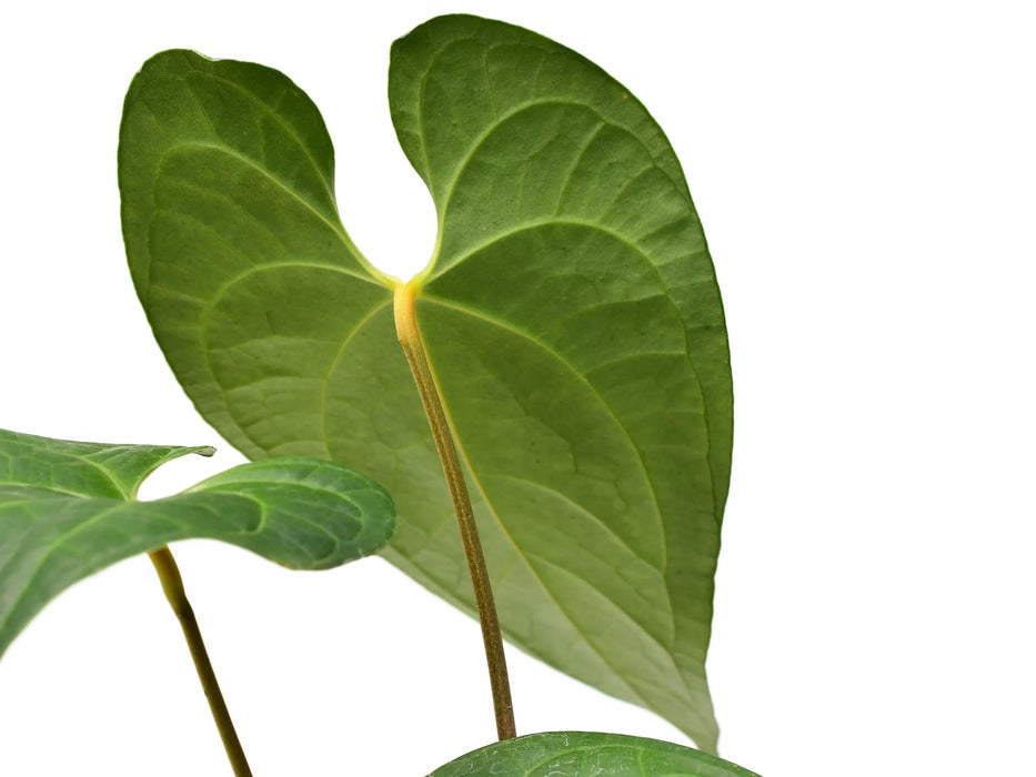 anthurium libertii Anthurium Noah liberty