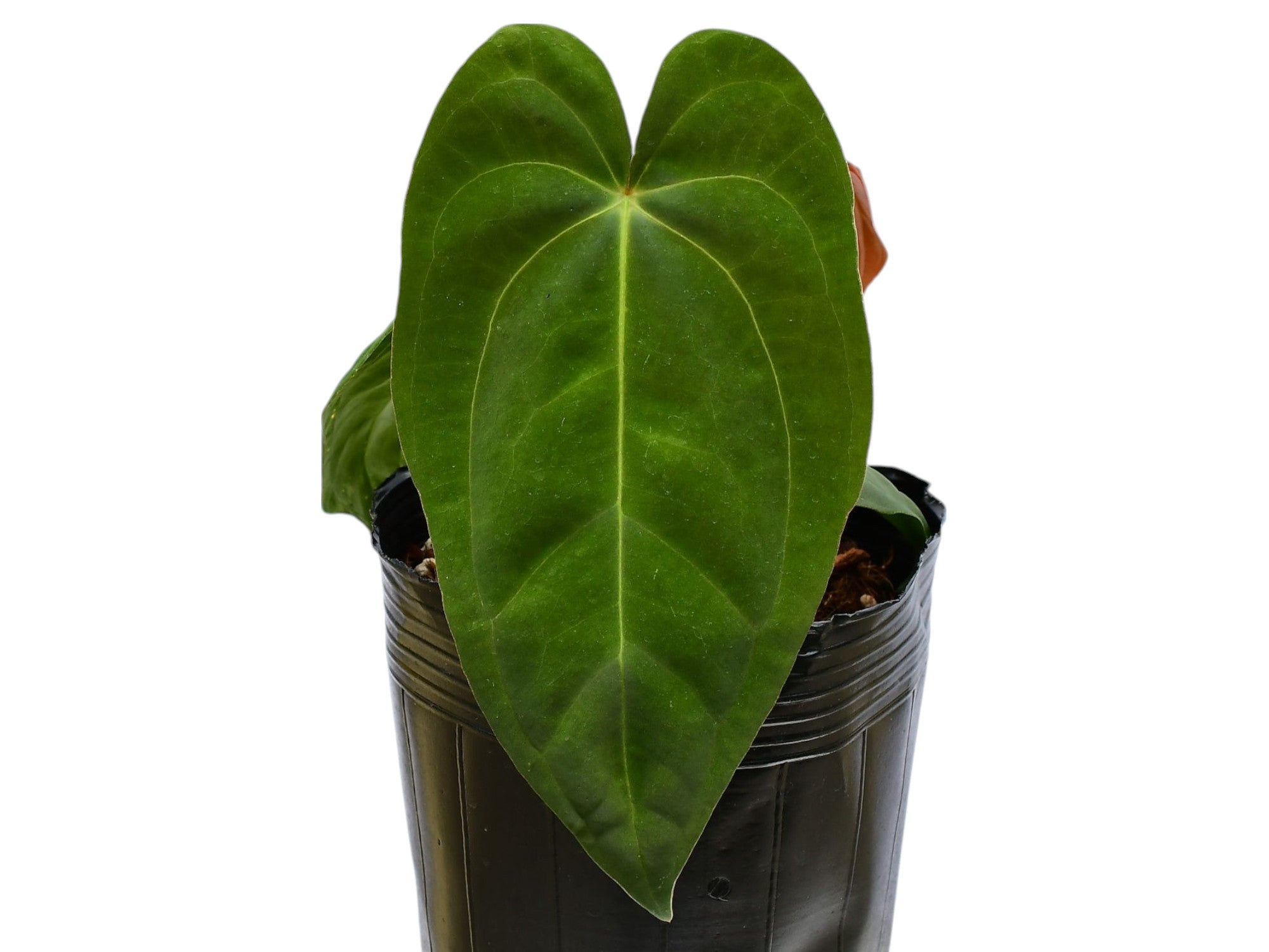 Anthurium Nocturne Plush Seedling - Cuyabeno Soul x Papillilaminum