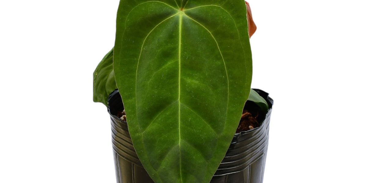 Anthurium Nocturne Plush Seedling - Cuyabeno Soul x Papillilaminum