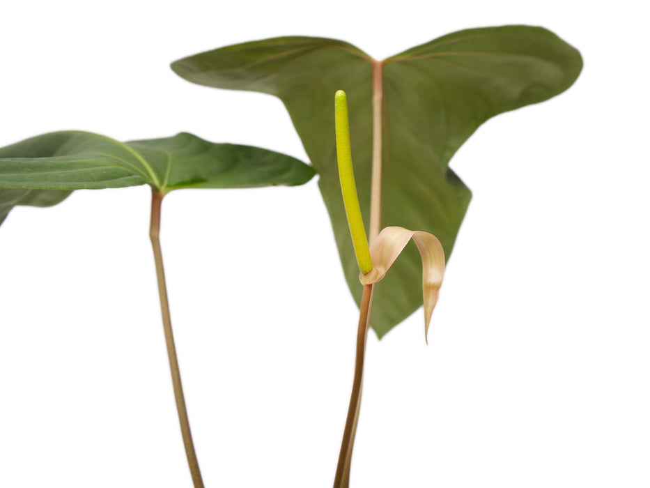 Anthurium Noel's New Spirit