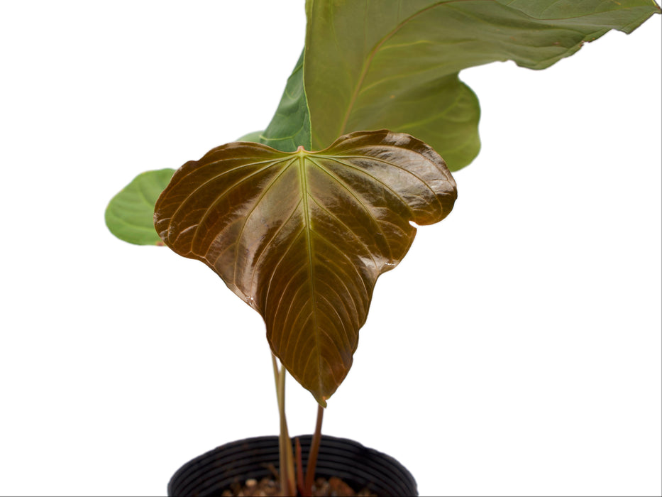 Anthurium Noel's New Spirit