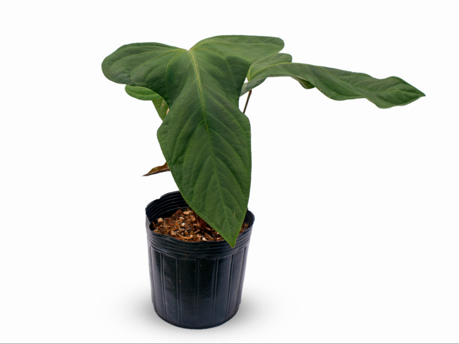 Anthurium Noel's New Spirit