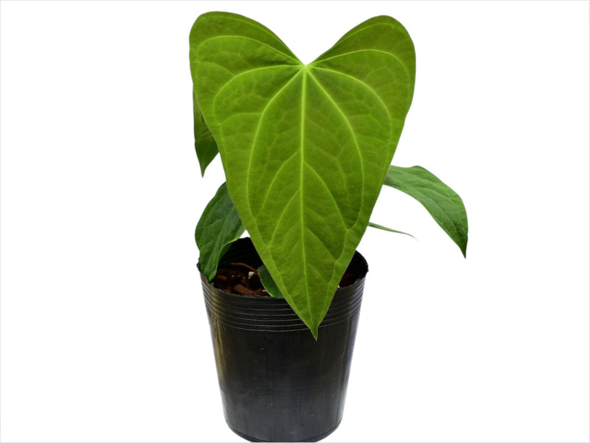 Anthurium Noel's Novelty - Yasuni Heart x Papillilaminum Hybrid