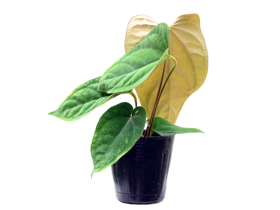 Anthurium Noel's Novelty x Anthurium dressleri