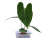 Anthurium Noel's Novelty x (Anth. Jungle Dreams x Anth. besseae aff)