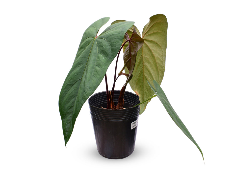 Anthurium Nouvelle Lune