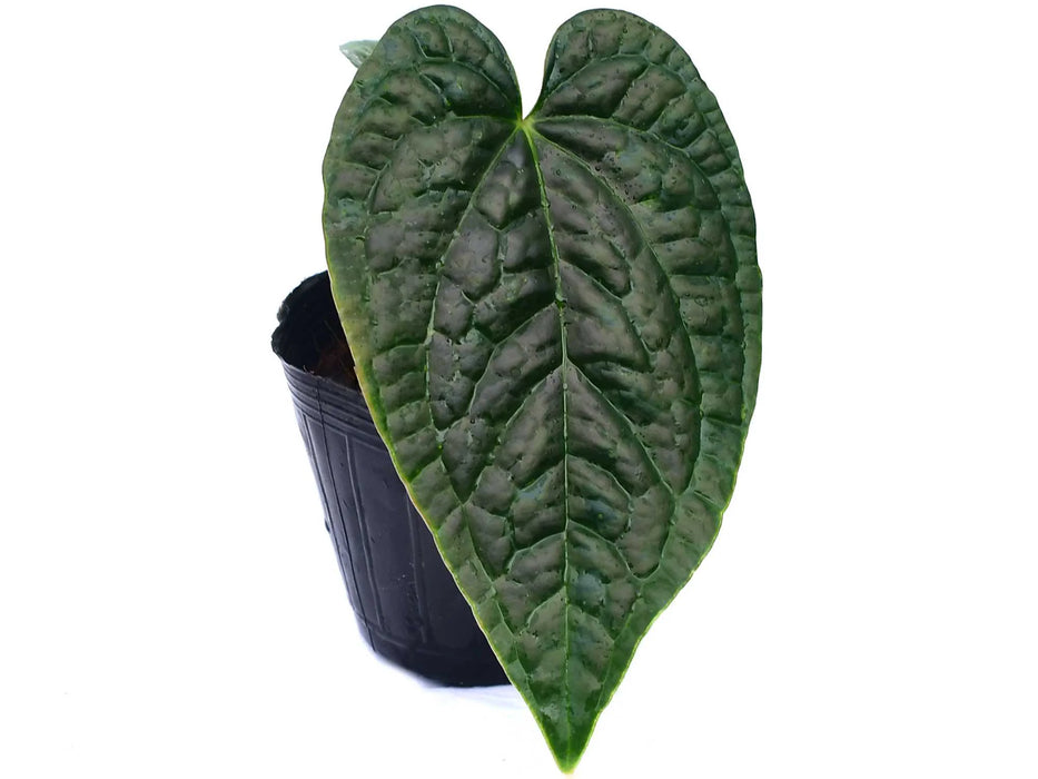 Anthurium Obsidian Moth