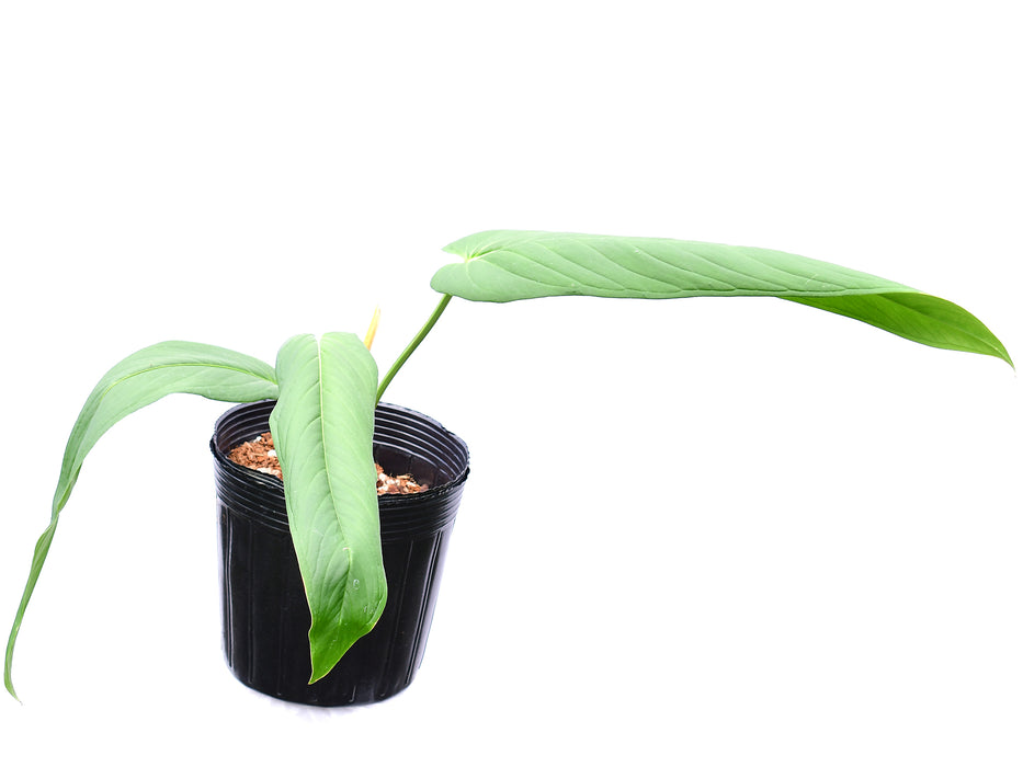 Anthurium Panama 'Jolis'