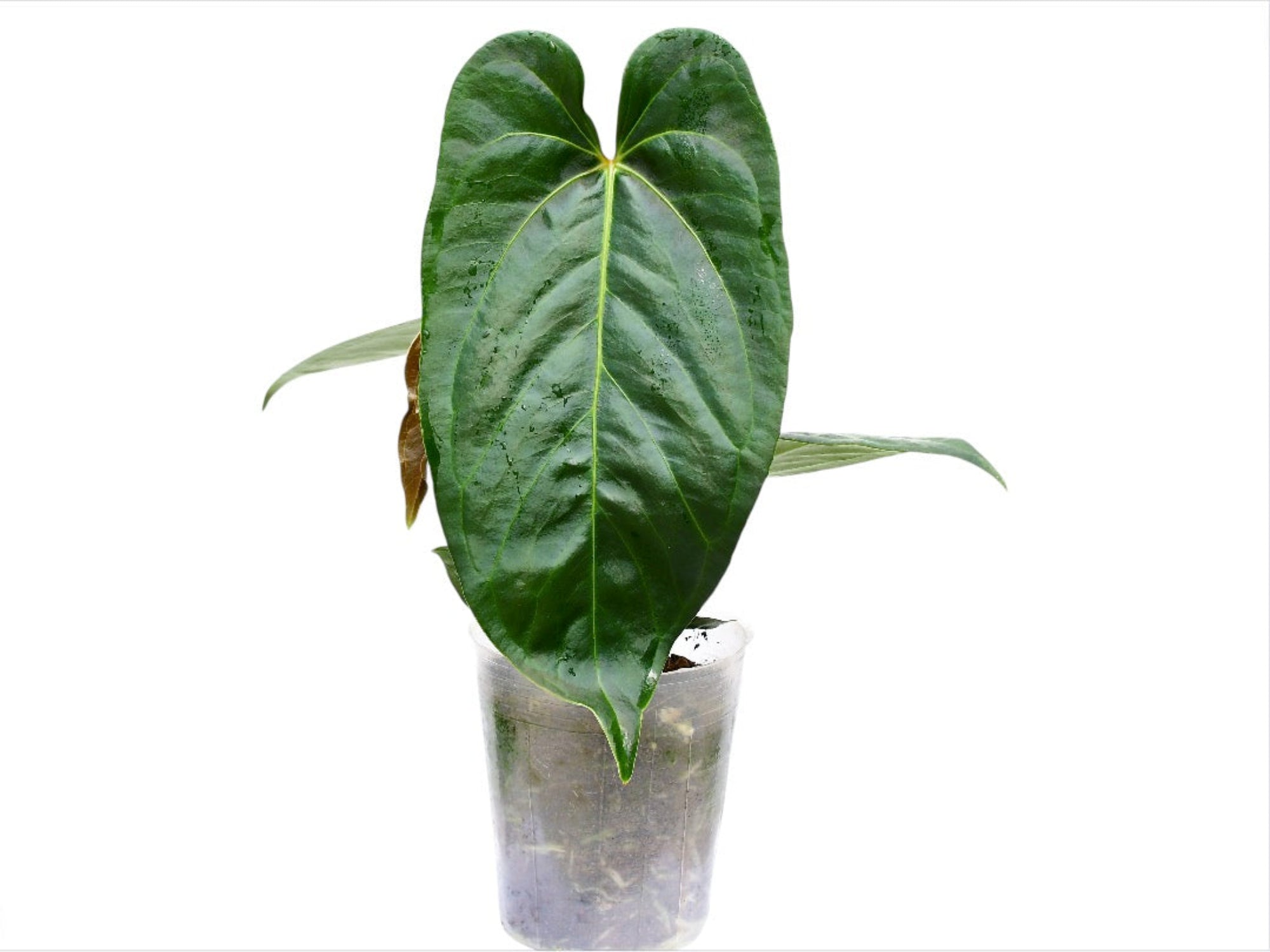 anthurium guildingii Anthurium Pangui Night - Gigi x Regale Hybrid