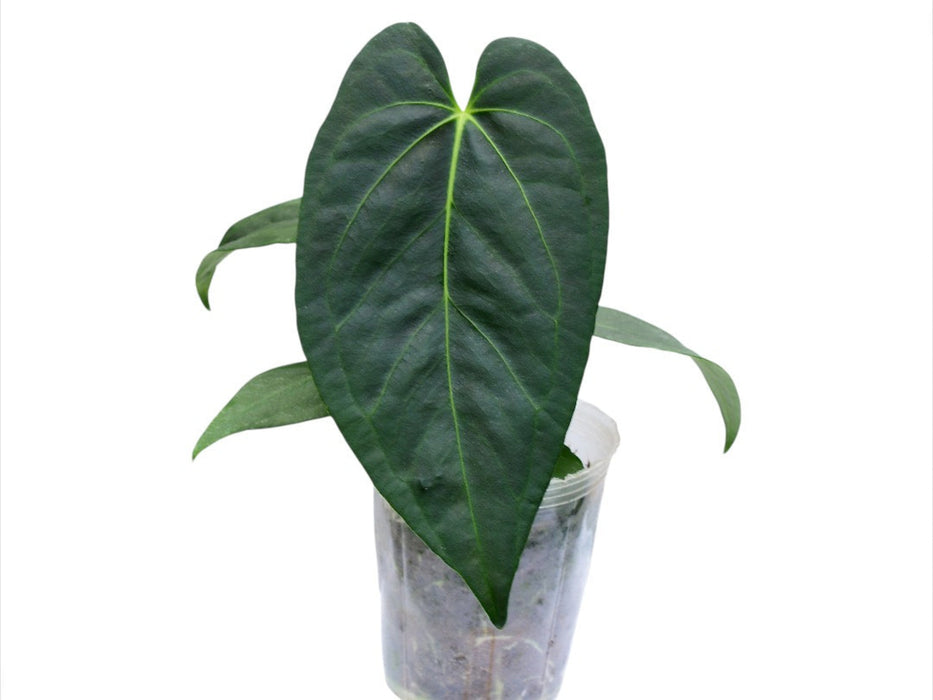 anthurium festino Anthurium Pangui Night