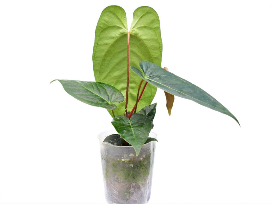 Anthurium Pangui Night