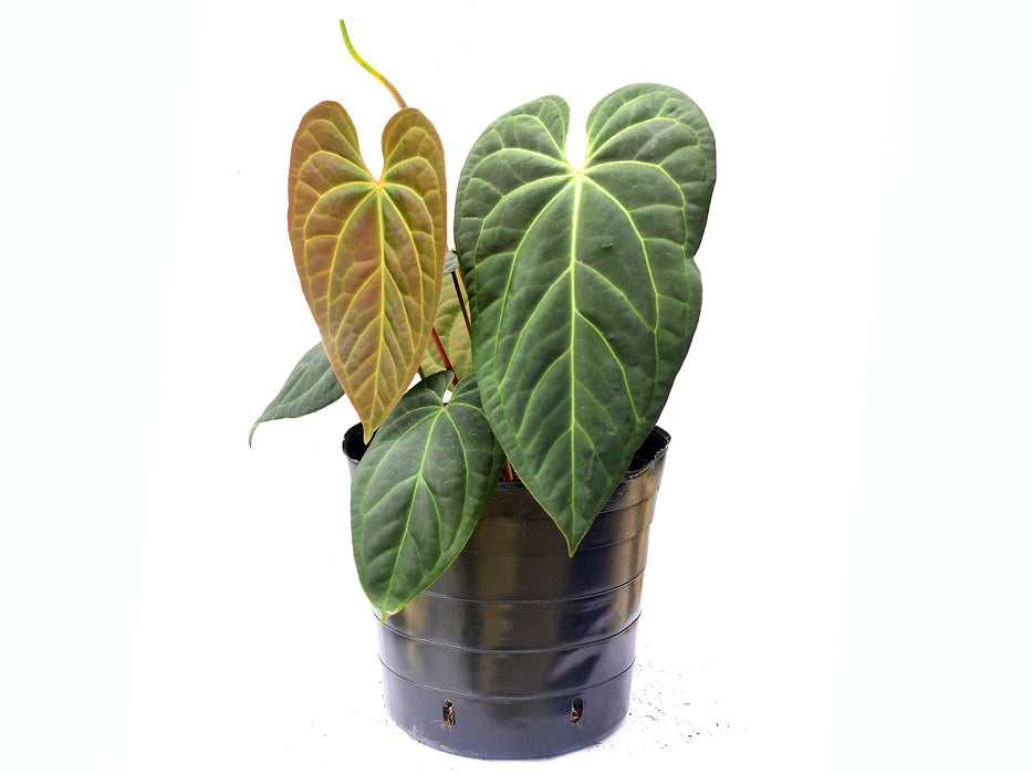 Anthurium Pangui Star