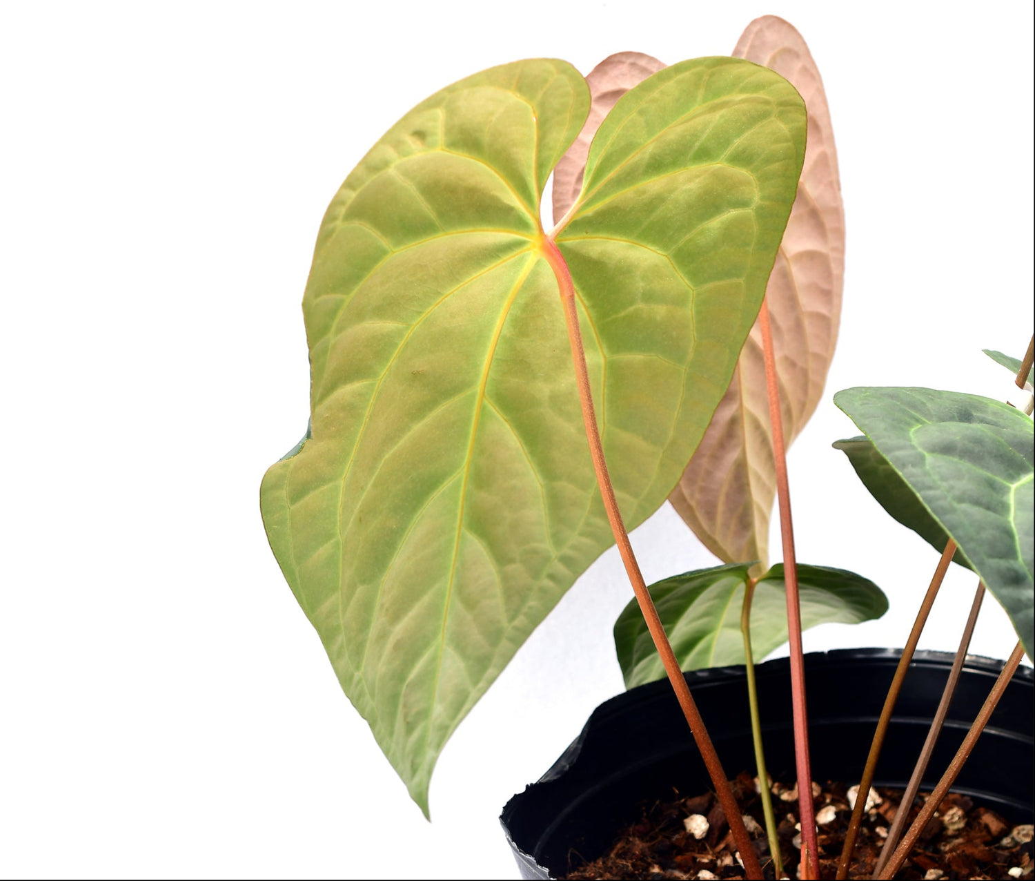 Anthurium Pangui Star
