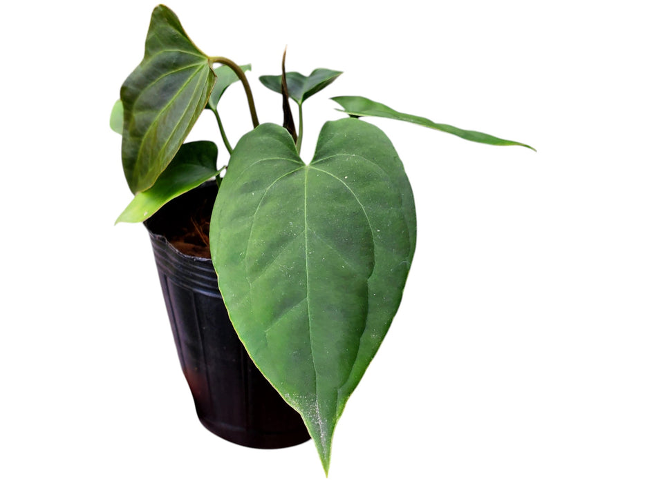 Anthurium Patrick Legendario