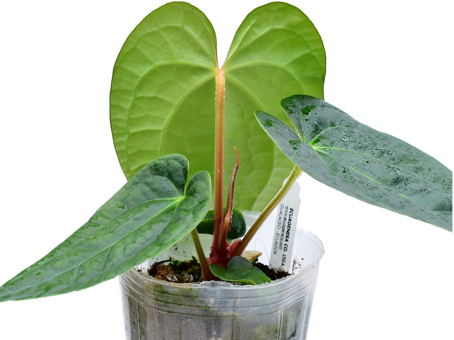 Anthurium Portilla Dreams (Big)