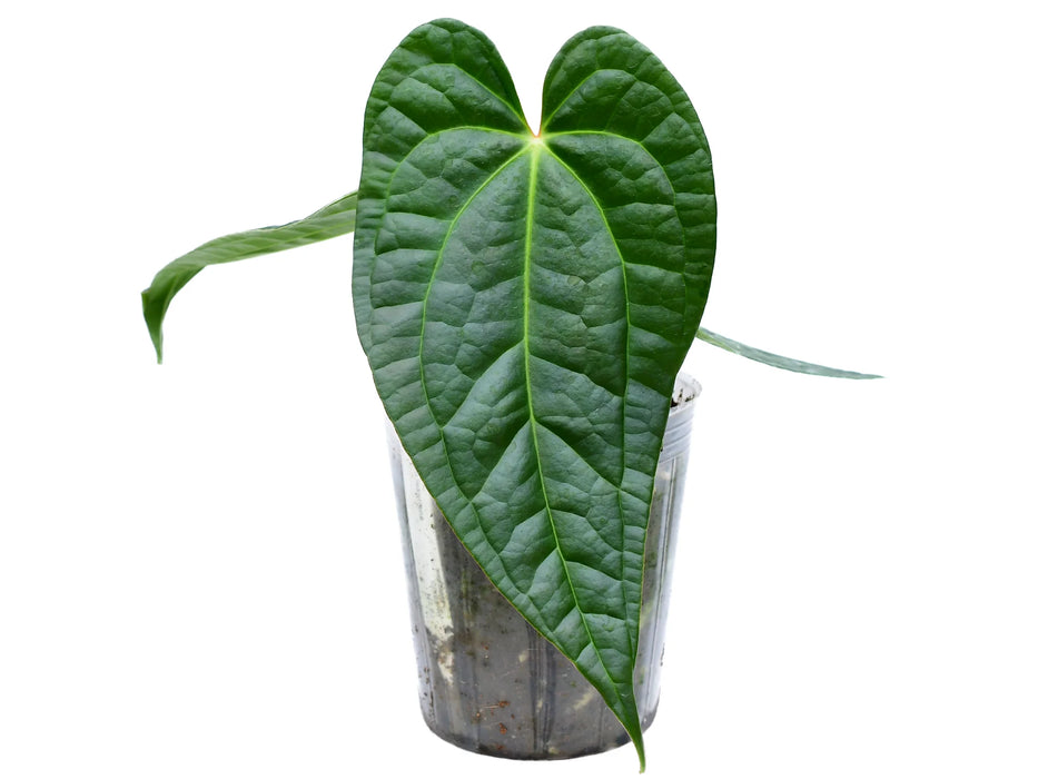 anthurium magnificum x luxurians Anth. Portilla Dreams - Magnificum x Luxurians Hybrid