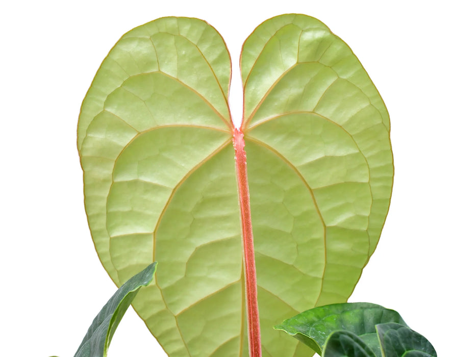 anthurium magnificum x luxurians Anth. Portilla Dreams - Magnificum x Luxurians Hybrid