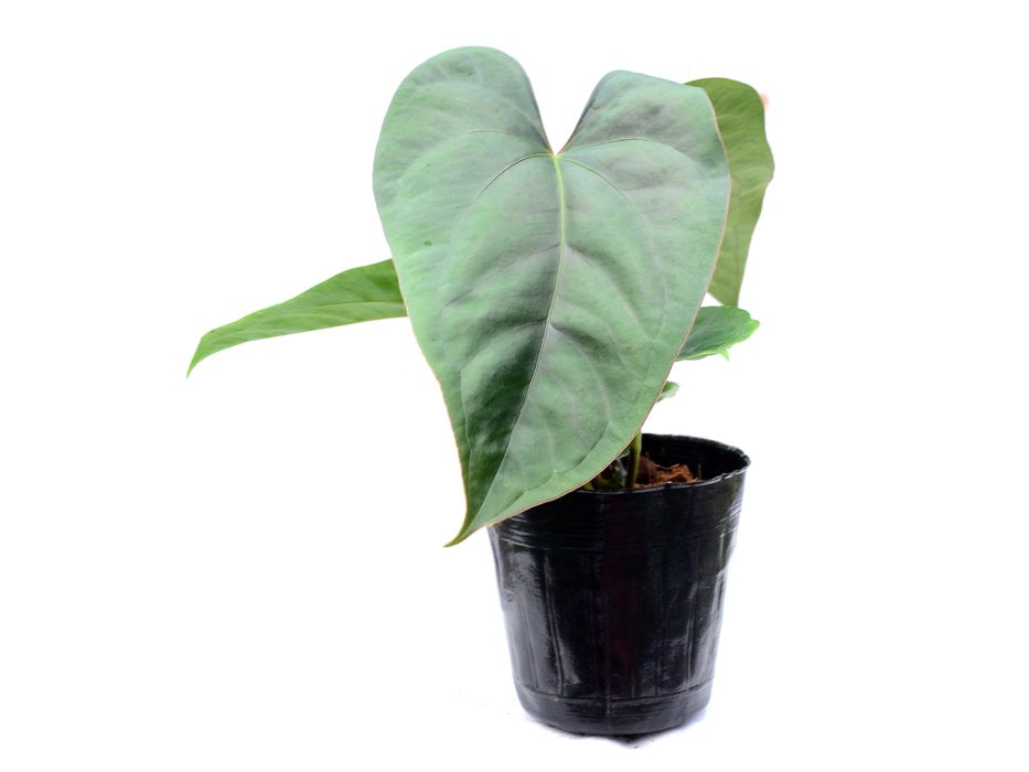 Anthurium Portilla Dreams x Anthurium dressleri