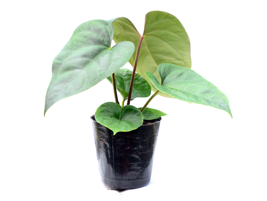 Anthurium Portilla Dreams x Anthurium dressleri