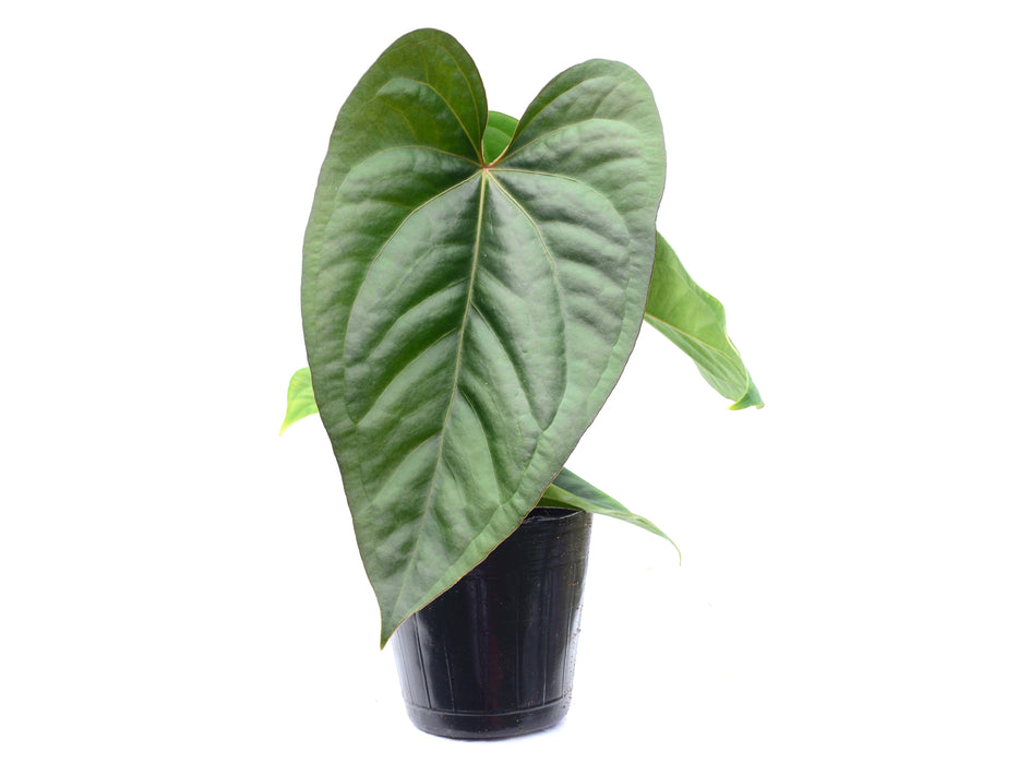 Anthurium Portilla Dreams x Anthurium dressleri