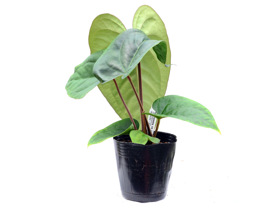 Anthurium Portilla Dreams x Anthurium dressleri