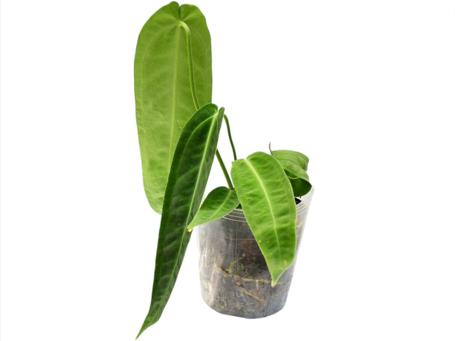 Anthurium Princess of Hearts 'Inverse crossing'