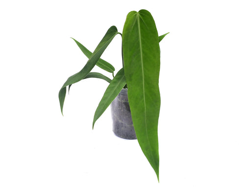 anthurium pallidiflorum x warocqueanum Anthurium Qori