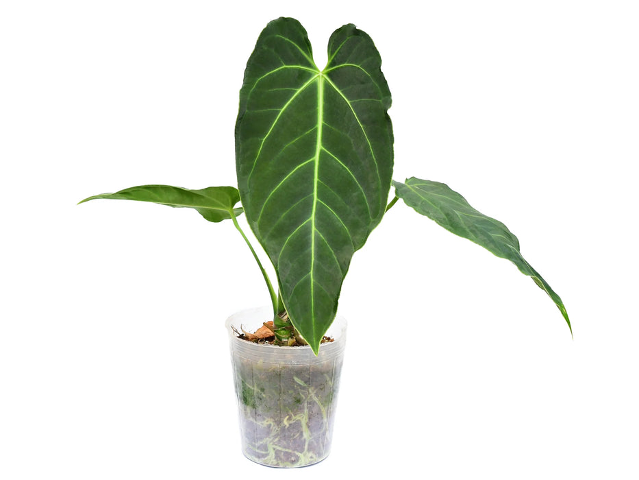 Anthurium Queens kiss 'Inverse crossing'