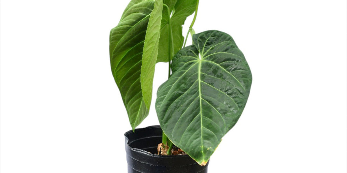 Anthurium Queens Kiss Inverse Crossing - Rare Hybrid Plant
