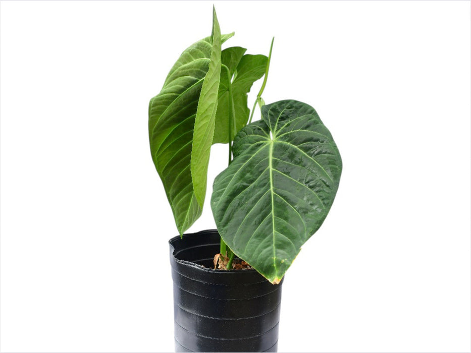 anthurium queen Anthurium Queens Kiss Inverse Crossing