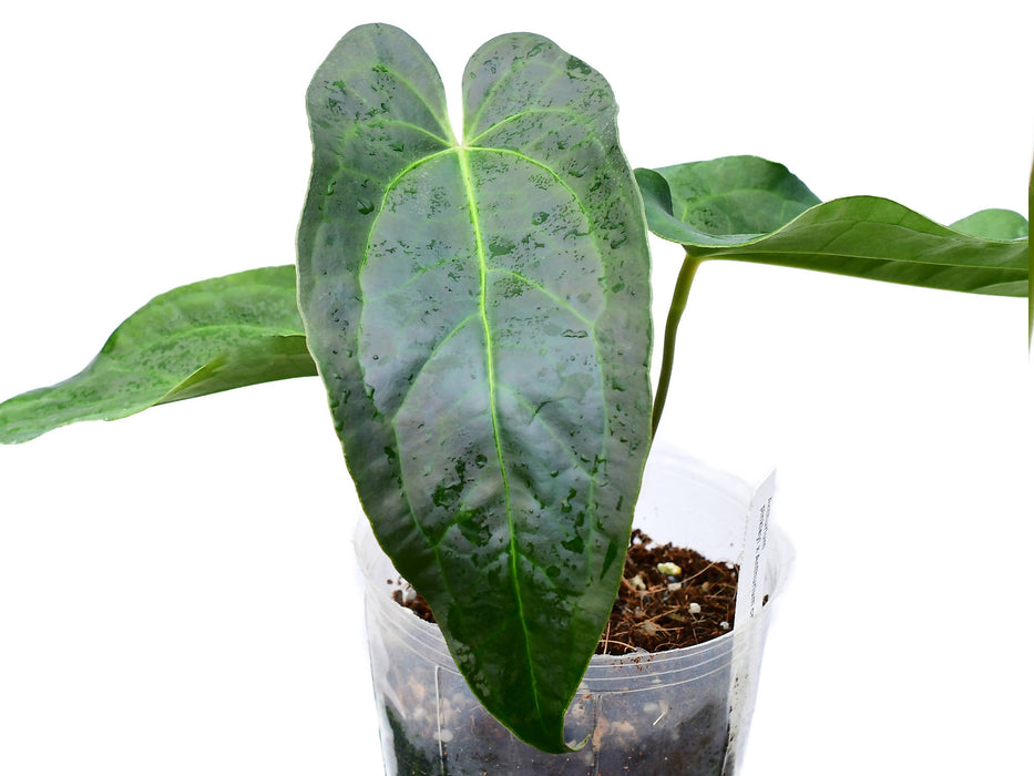 Anthurium Rabbit Ears 'Inverse crossing'