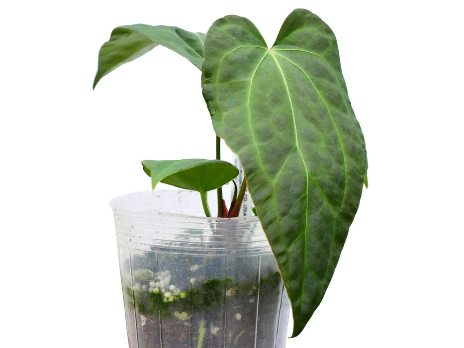 Anthurium Rabbit Ears (seedling)