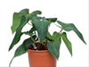 Anthurium Rabbit Ears