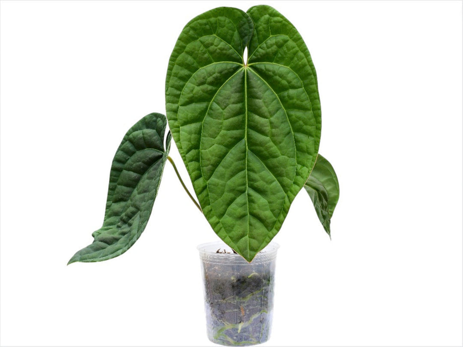 Anthurium Raven Soul