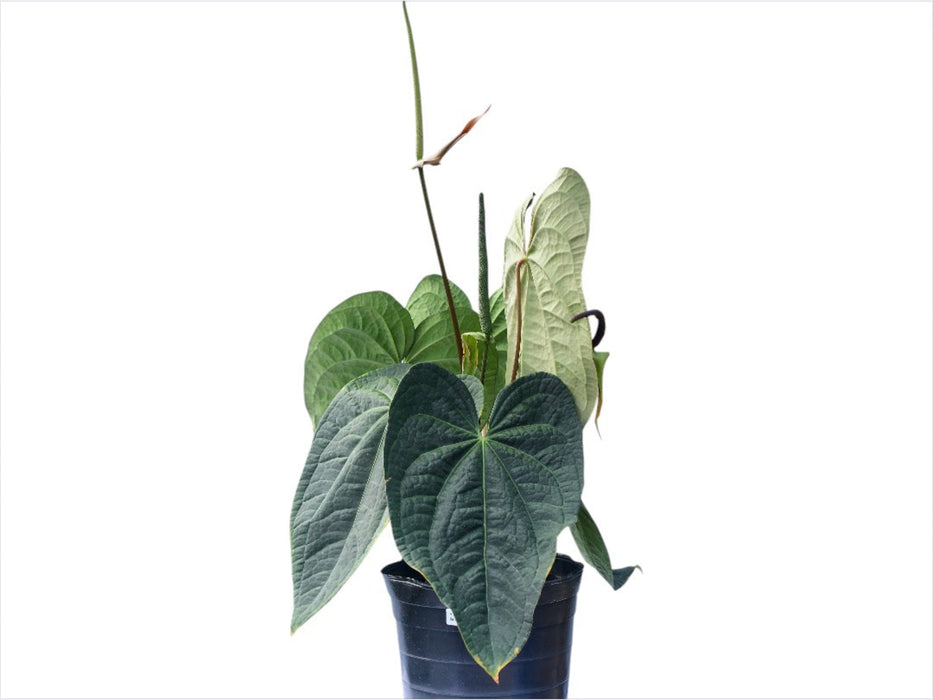 Anthurium Raven Soul