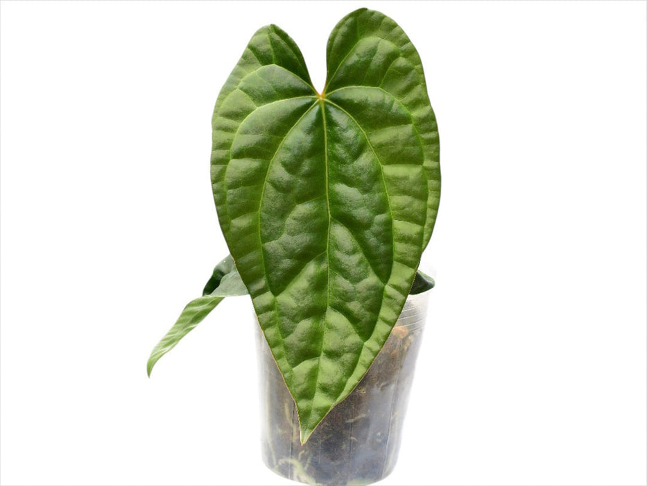 Anthurium Raven Soul 'Inverse crossing'