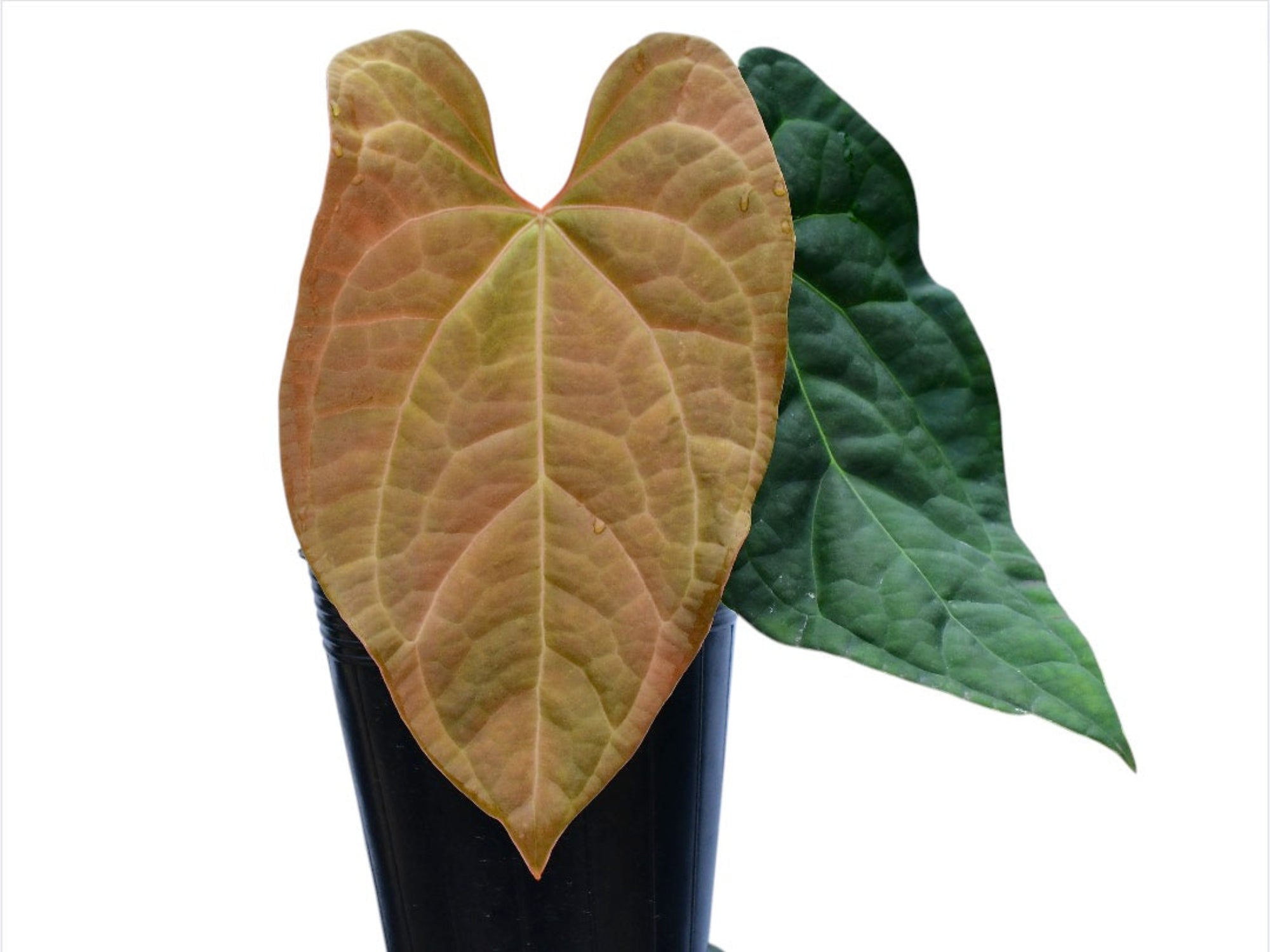 raven soul anthurium Anthurium Raven Soul (seedling)